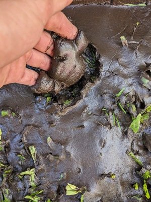 sludge